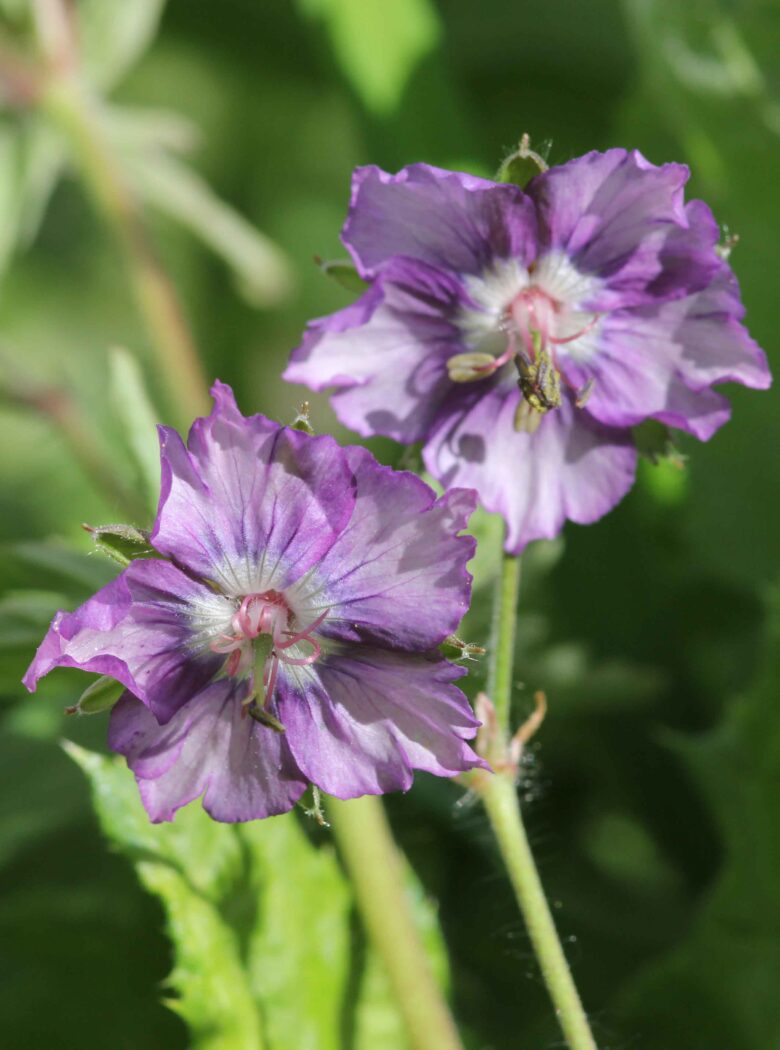 Geranium Censation Kora Strooper Dekker