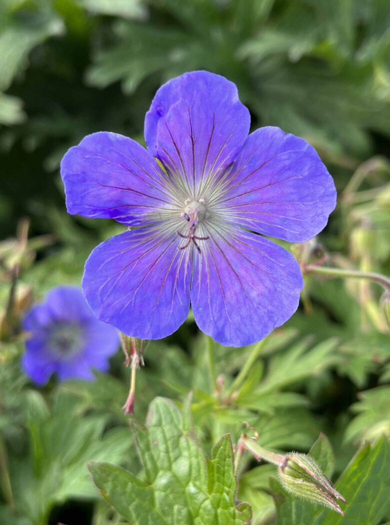 Geranium Johnsons Blue Strooper Dekker