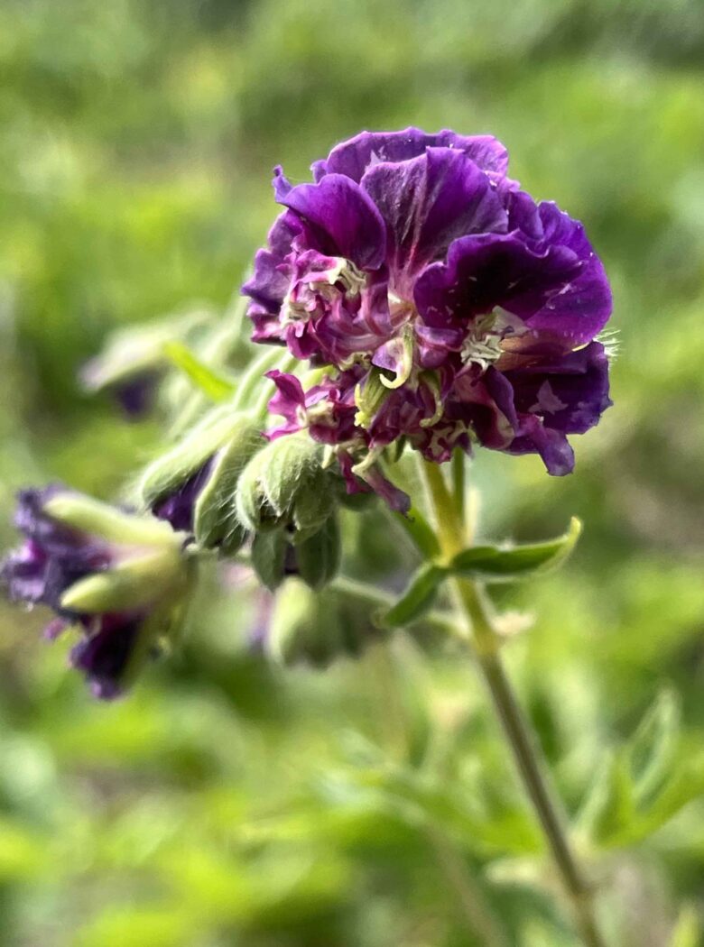 Geranium Phaeum Joseph Green Strooper Dekker