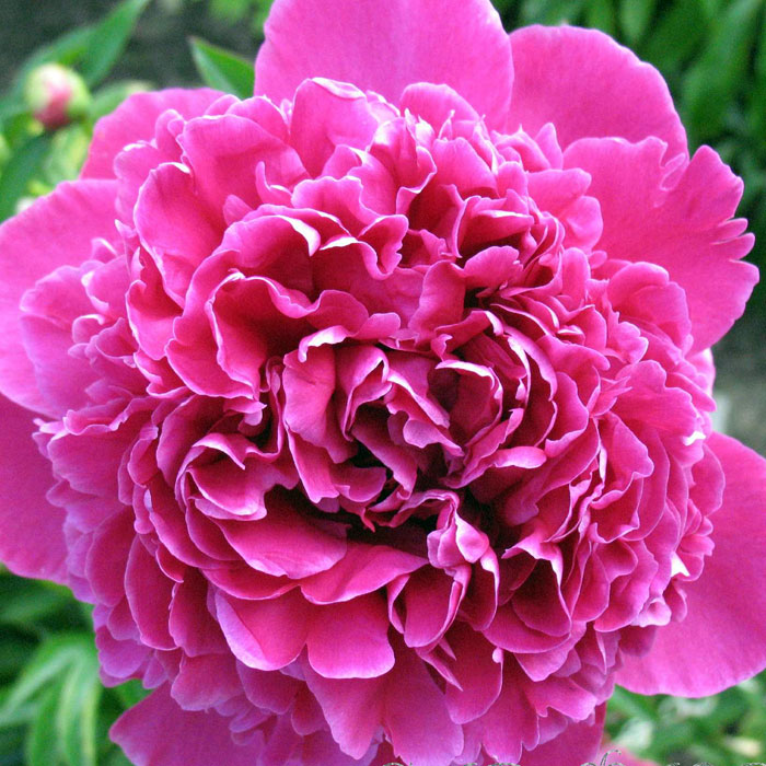 Paeonia Felix Crousse Strooper Dekker