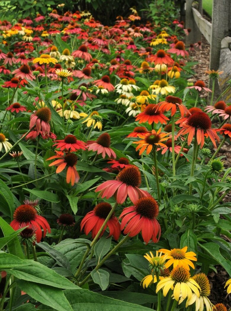 Echinacea Purpurea Cheyenne Spirit Strooper Dekker