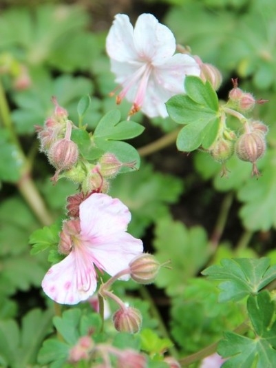 Lichtroze bloemen van Geranium Biokovo, bodembedekkende ooievaarsbek.