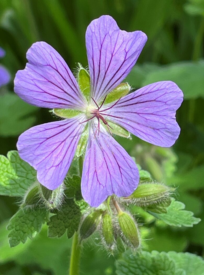 Geranium renardii ‘Philippe Vapelle’