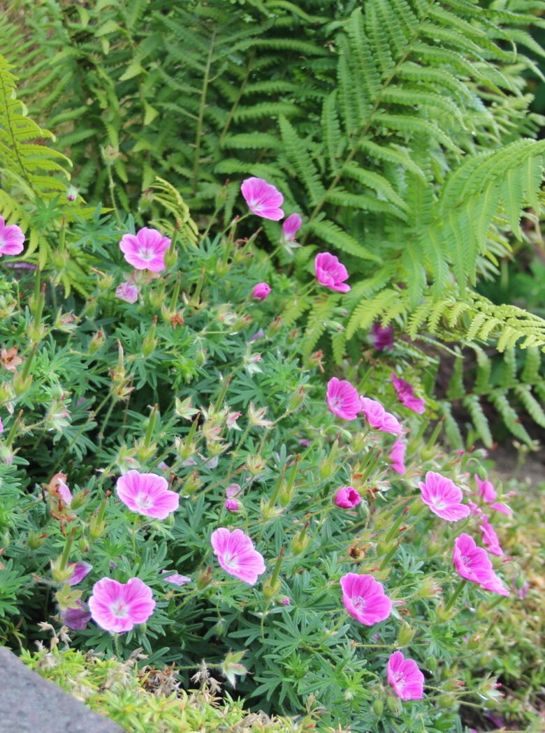 Geranium sanguineum