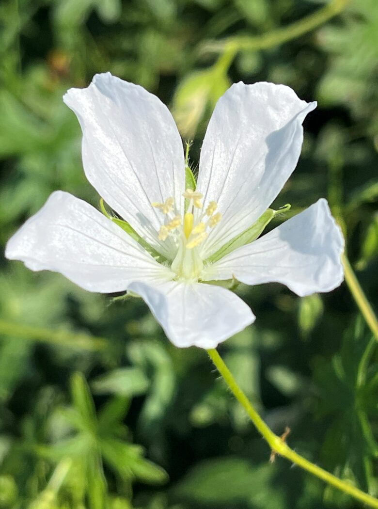 Geranium sanguineum ‘Album’