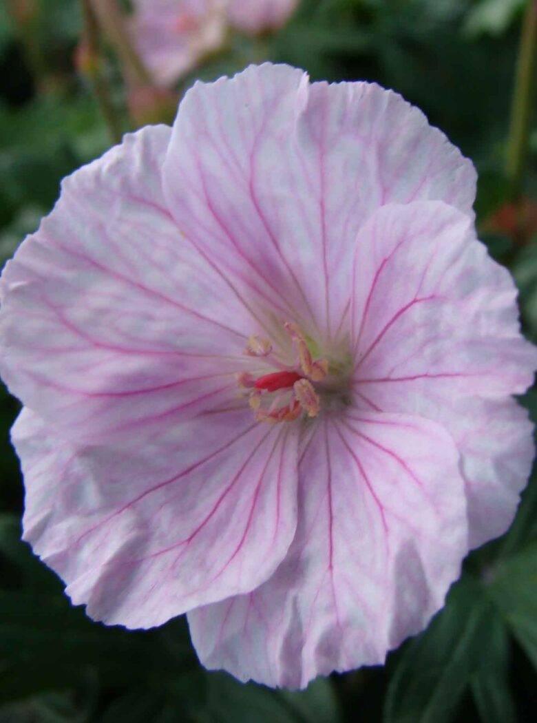 Geranium sanguineum ‘Striatum’ - Strooper Dekker