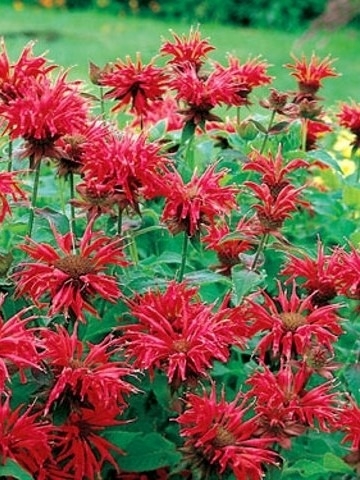 Monarda Cambridge Scarlet, een dieprode bloemen met groene bladeren