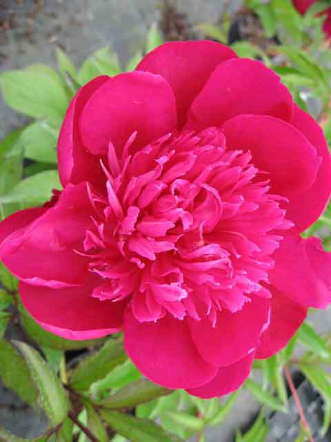 Paeonia ‘Big Ben’ - Strooper Dekker