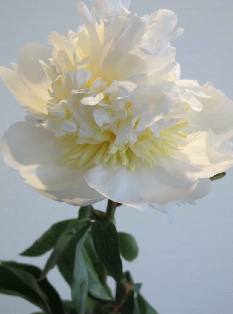 Paeonia ‘Bridal Shower’ - Strooper Dekker