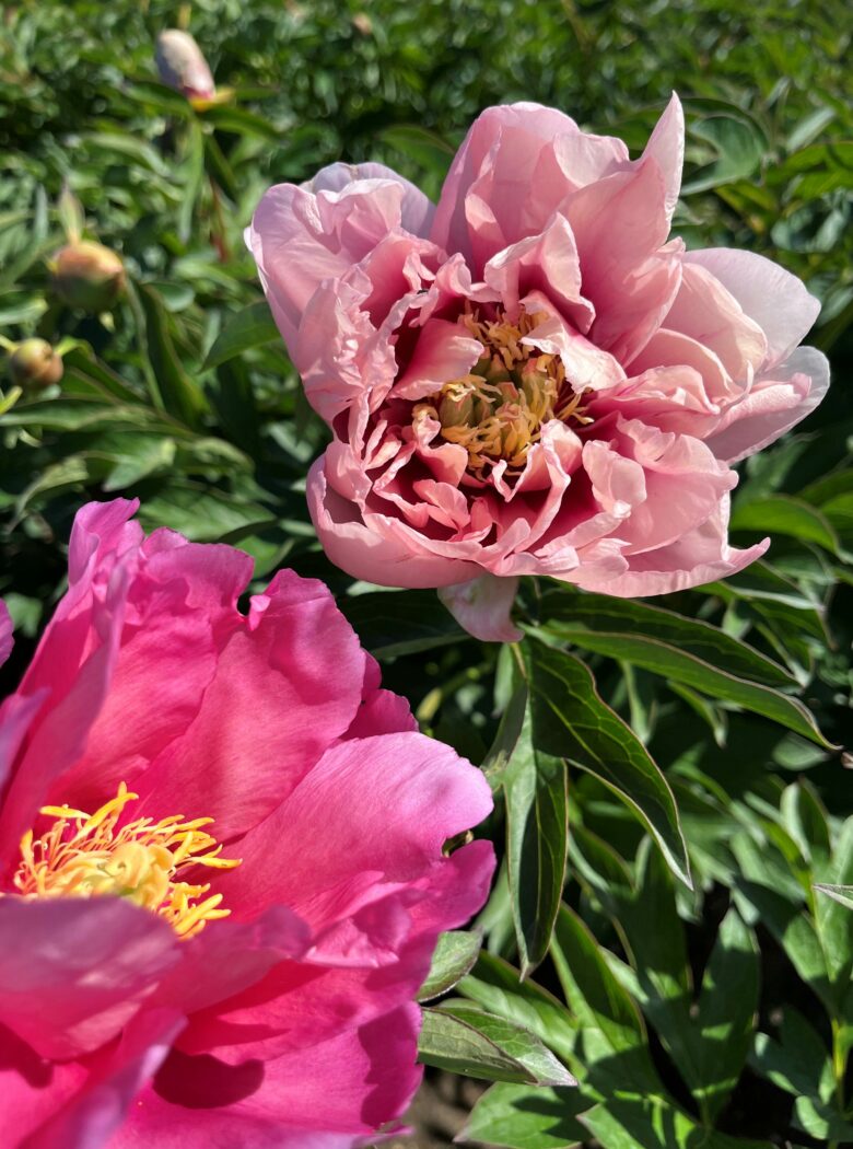 Paeonia Caroline Constabel in bloei met roze bloemen
