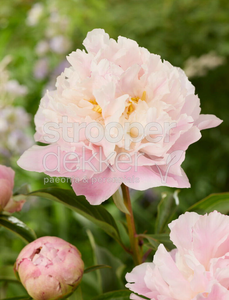 Roze pioenroos in bloei genaamd Catharina Fontijn