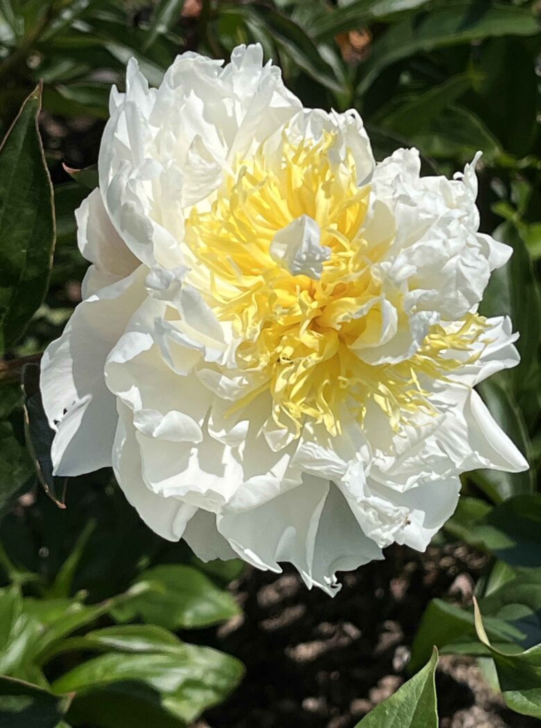 Paeonia ‘chiffon Parfait’ - Strooper Dekker