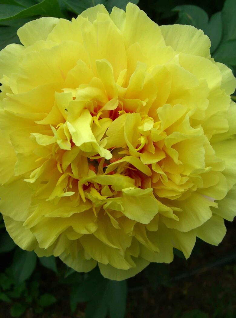 Paeonia Itoh Garden Treasure Strooper Dekker