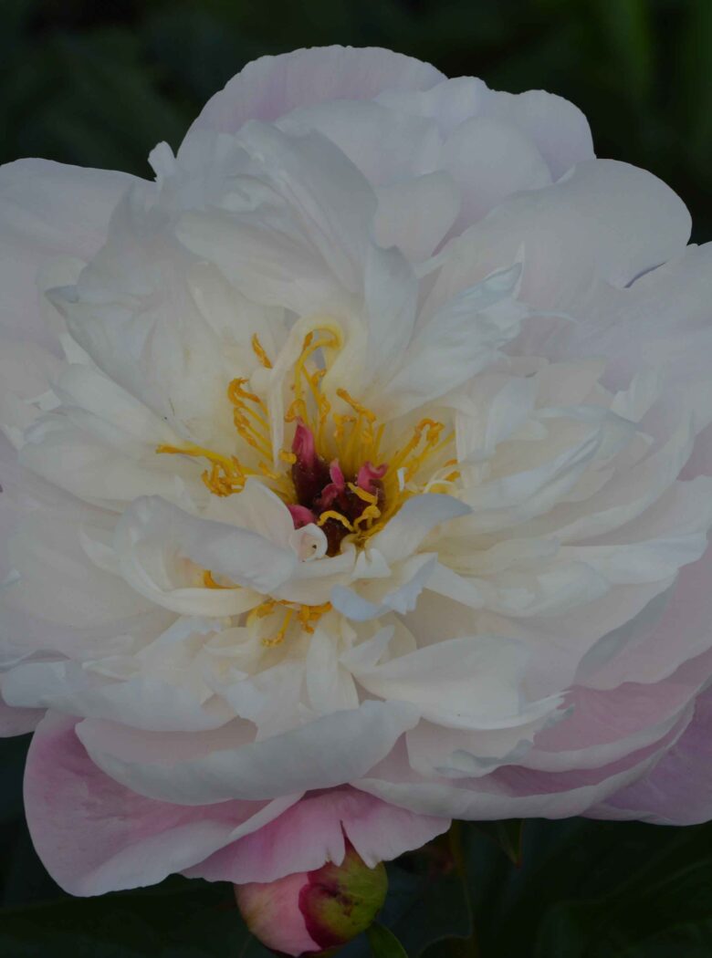 Paeonia ‘Lady Alexandra Duff’ - Strooper Dekker