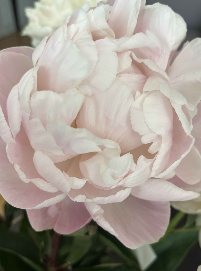 Paeonia ‘Nick Shaylor’ - Strooper Dekker