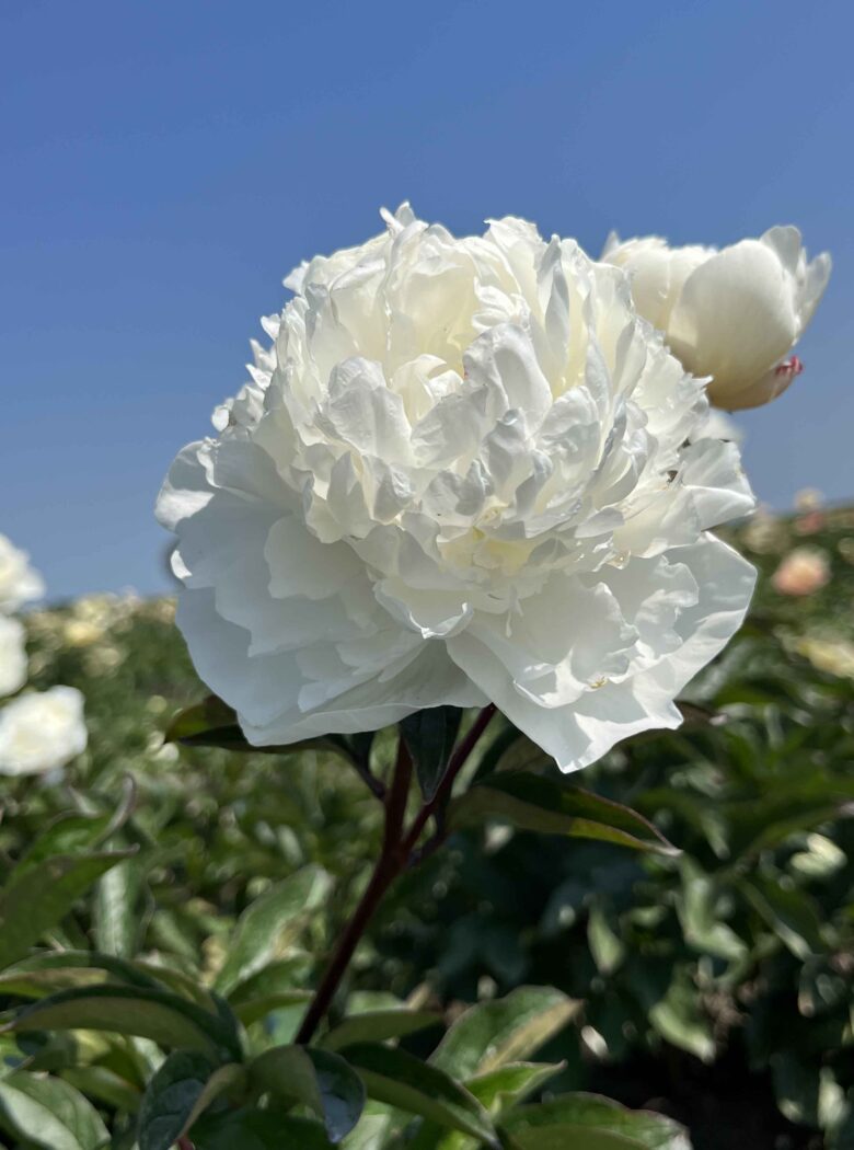 Paeonia Odile Strooper Dekker