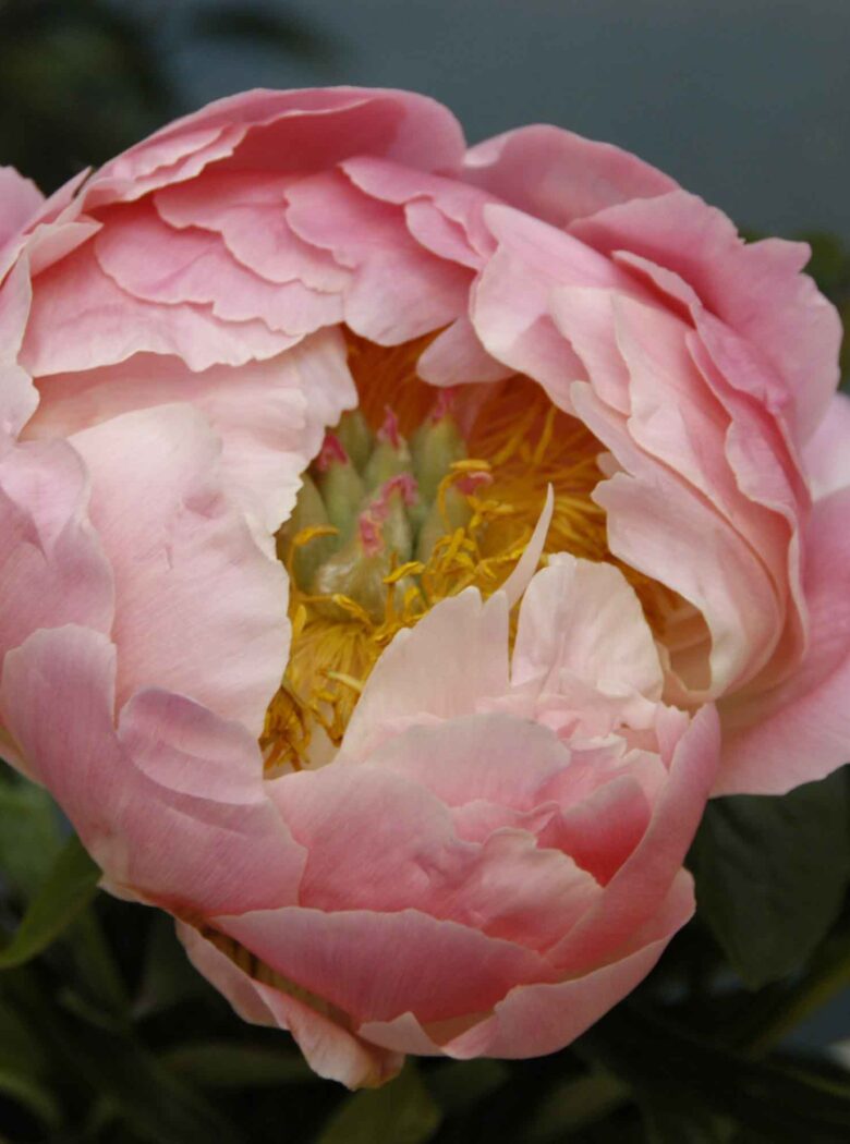 Paeonia ‘Pink Hawaiian Coral’ - Strooper Dekker