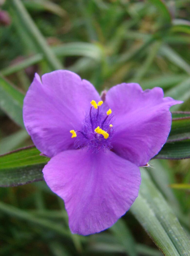 Tradescantia ‘Concord Grape’ - Strooper Dekker