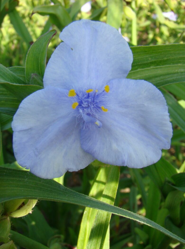 Licht blauwe tradescantia in bloei genaamd Tradescantia Ocean Blue