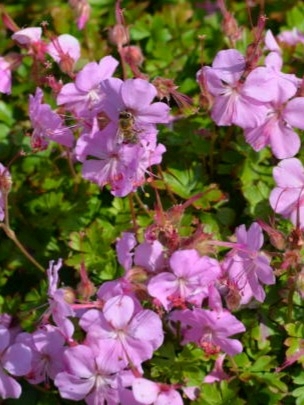 Helderroze bloemen van Geranium ‘Karmina’