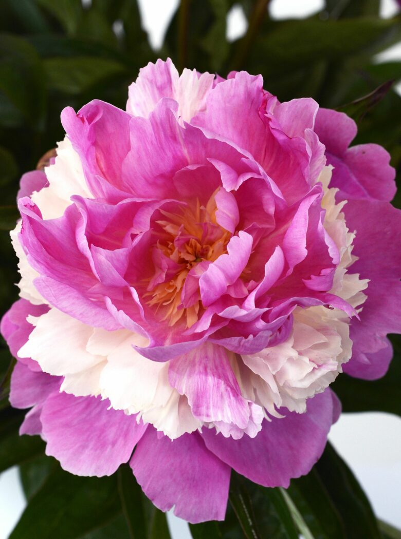 Paeonia ‘Sorbet’ - Strooper Dekker