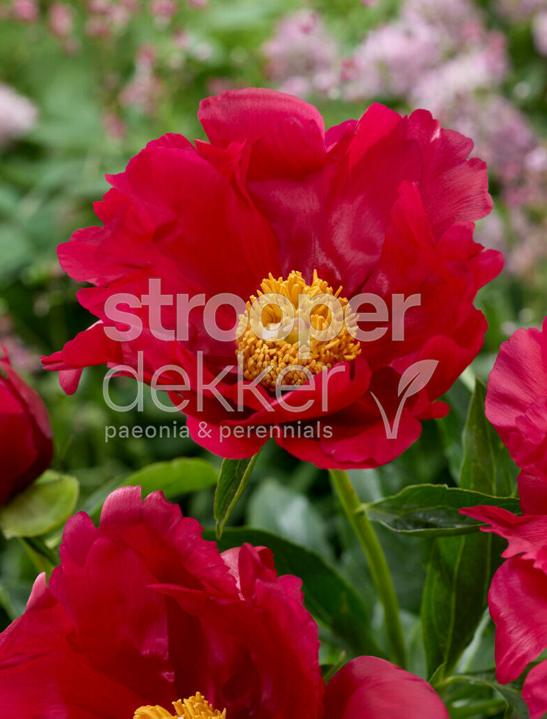 Paeonia ‘America’ pioenroos met grote roze bloemen in volle bloei