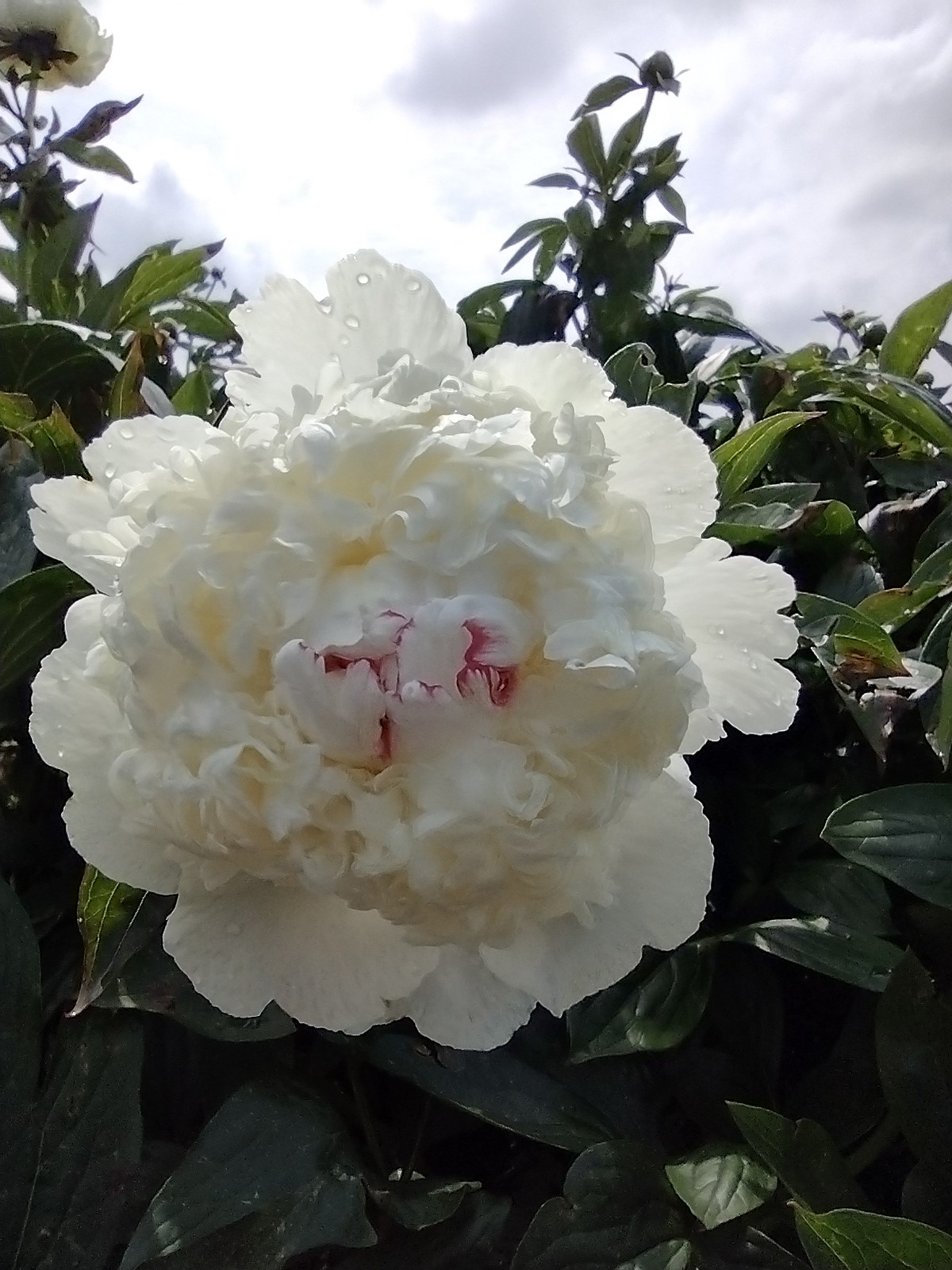 Paeonia 'Project X' - Strooper Dekker