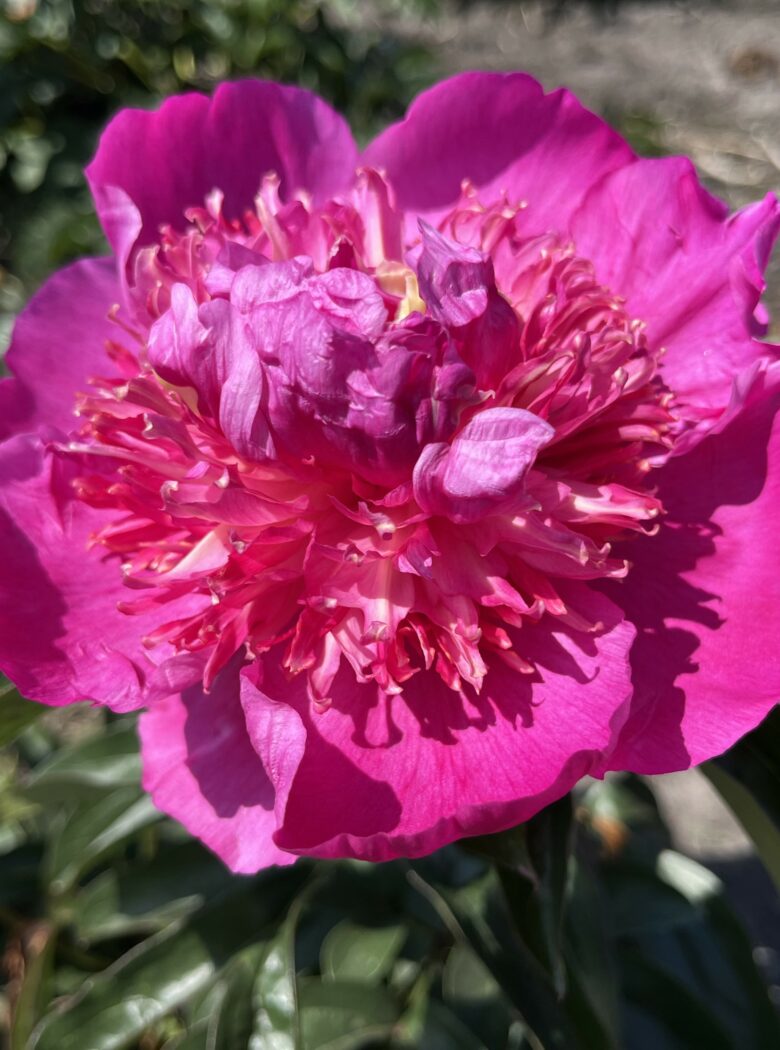 Paeonia Sebastiaan Maas Strooper Dekker