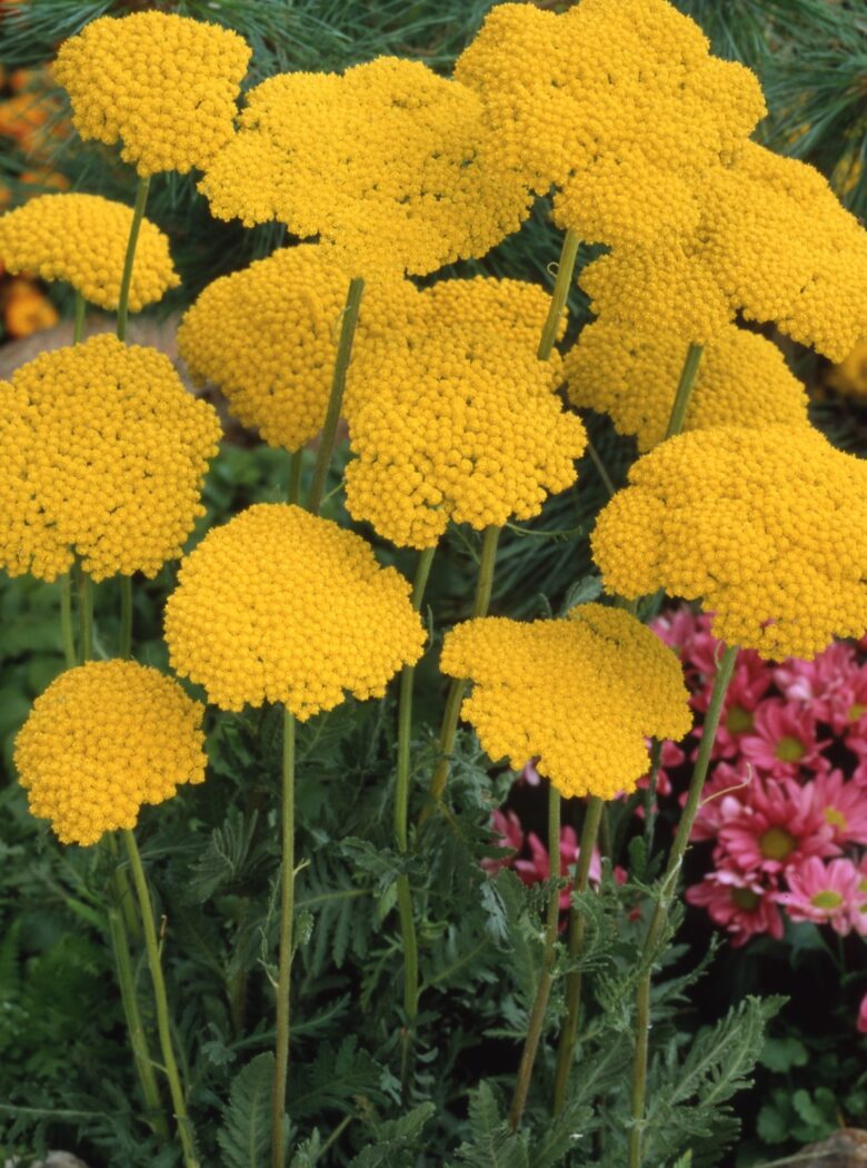 Achillea filipendulina Parker’s Variety met opvallende gele bloemen.