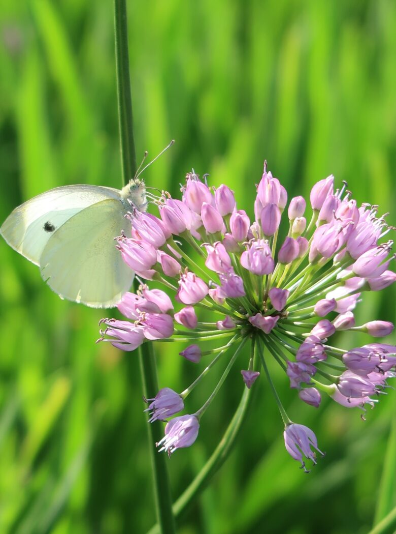 Allium Avatar sierui met roze bollen en blauwgroen blad, zonminnend en populair bij bijen.