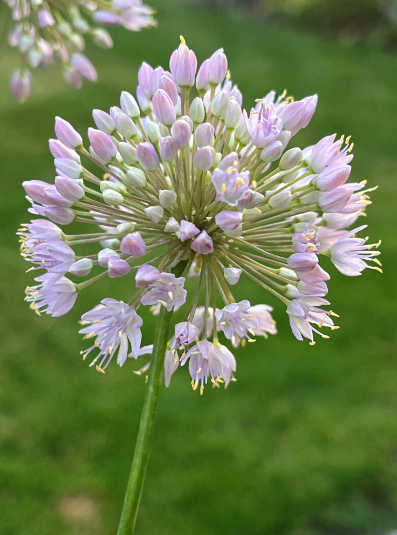 Allium senescens ‘Pink Planet’
