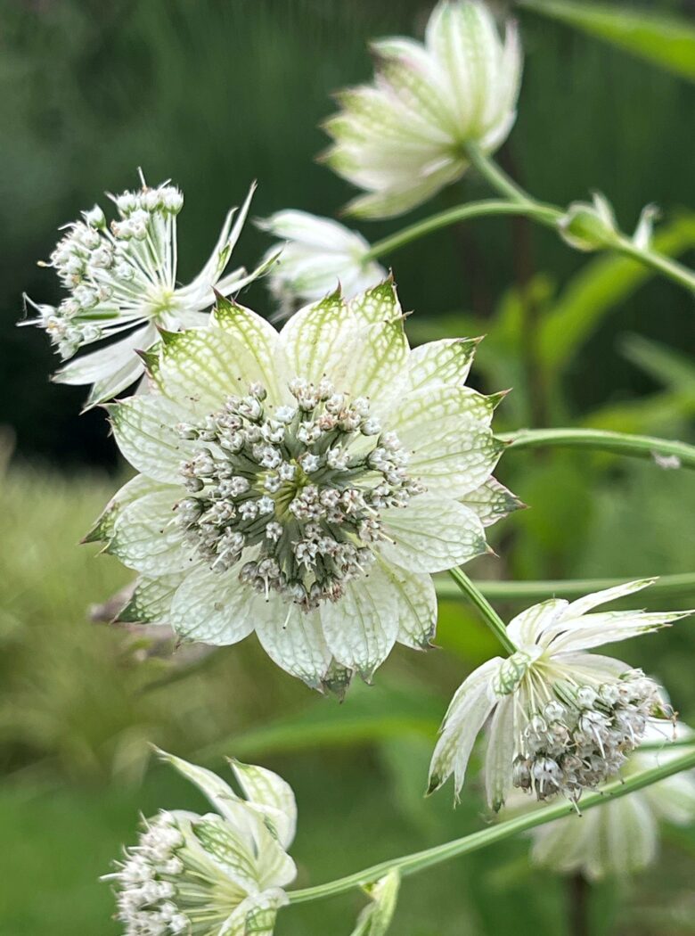 Astrantia ‘April Love’ met donkerroze bloemen en fijn ingesneden blad.