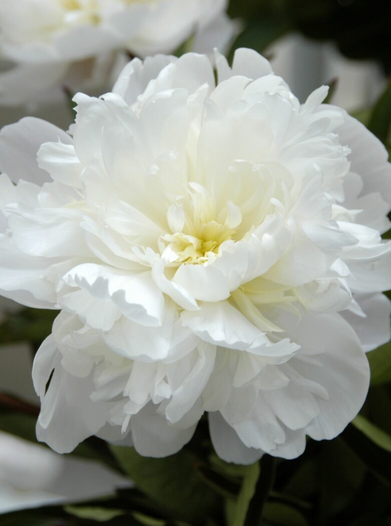Baroness Schroder peony blooming white