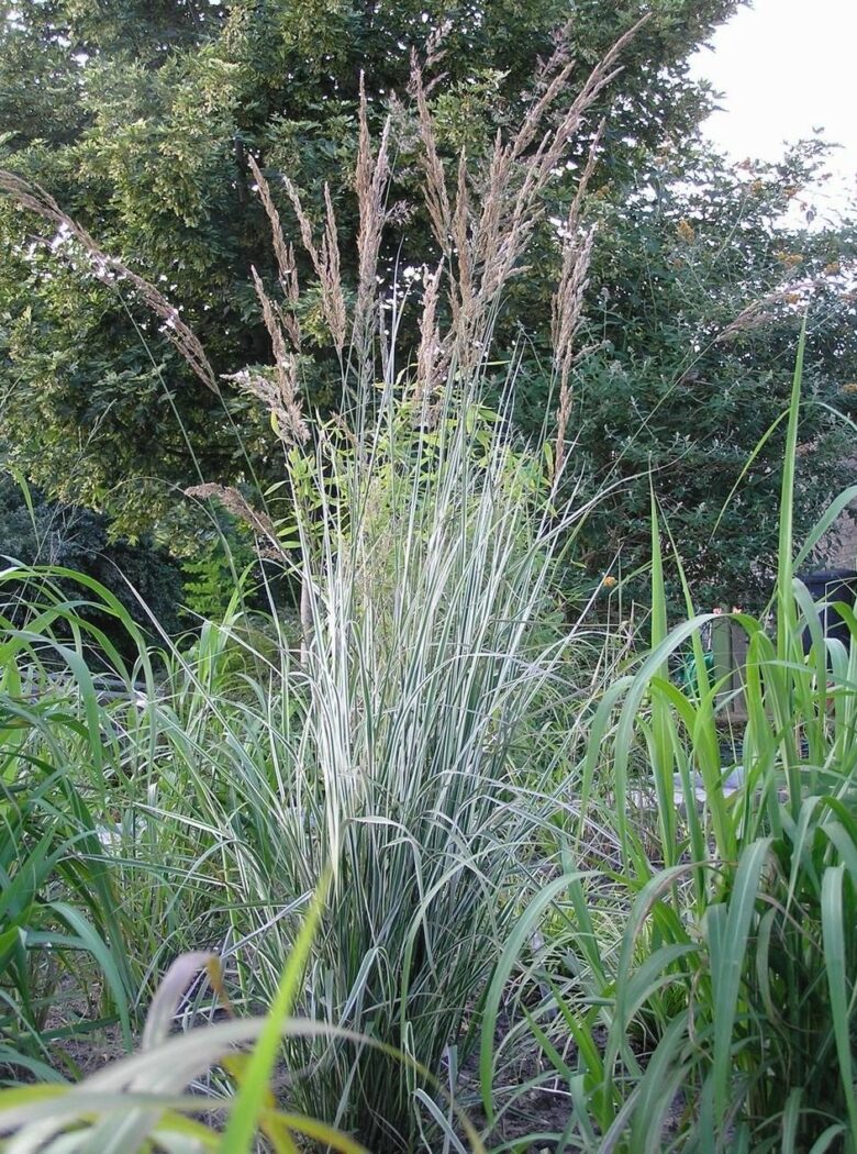 Calamagrostis acutiflora ‘Overdam’