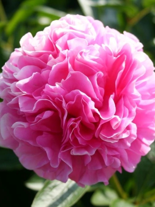 Carnation Bouquet met levendige roze bloemen en frisgroene bladeren