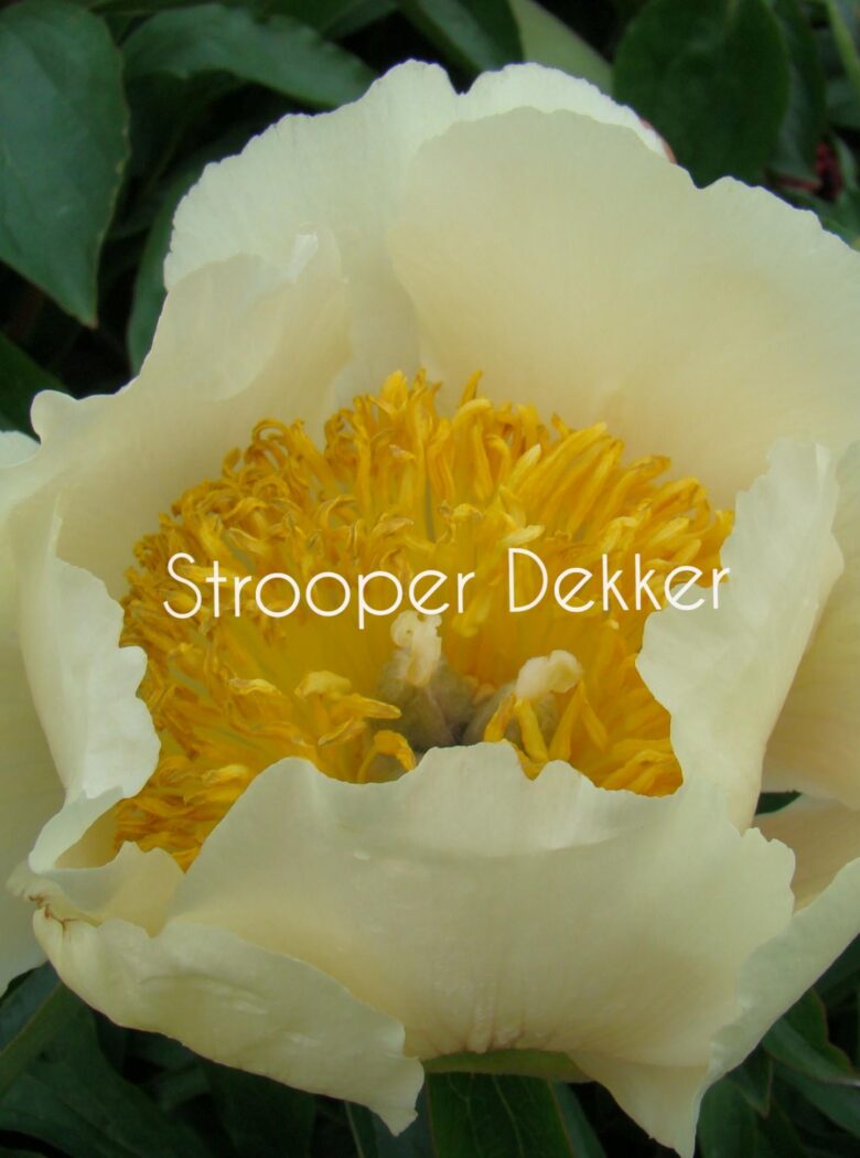 Claire de Lune met zachte crèmekleurige bloemen en frisgroene bladeren.