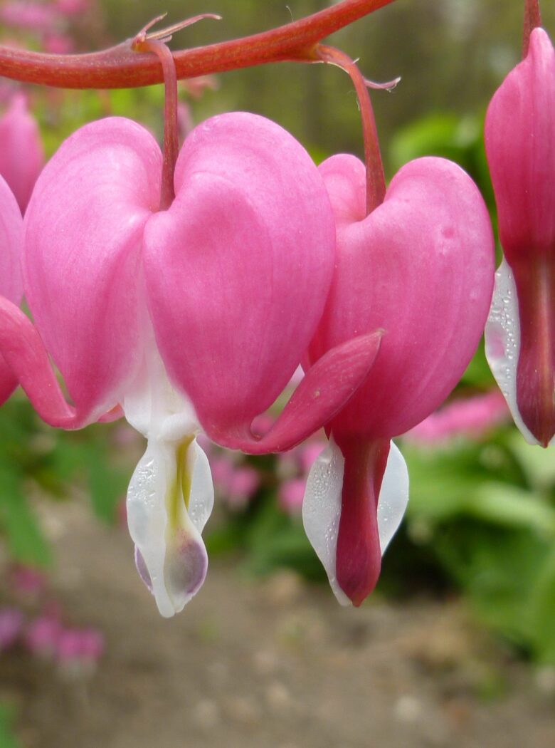 Dicentra spectabilis met roze hartvormige bloemen en frisgroen blad.