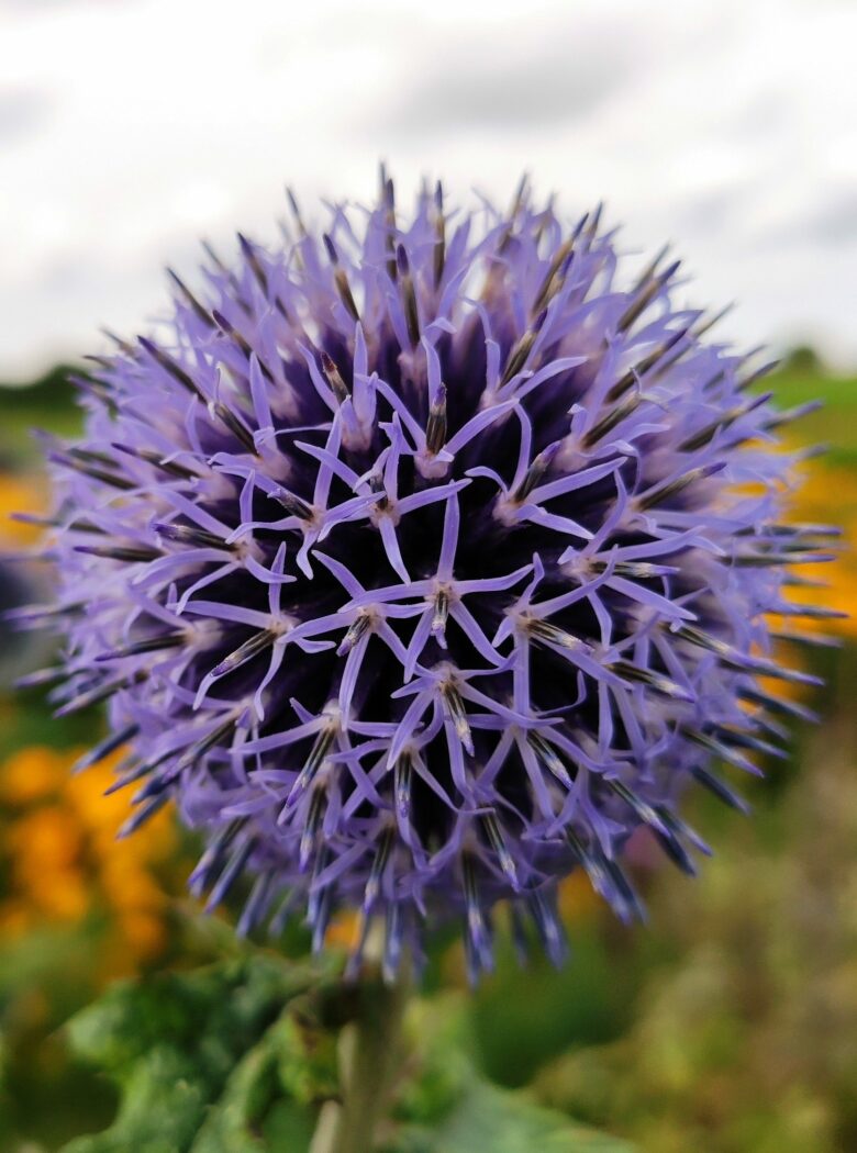 Echinops ritro met bolvormige blauwe bloemen en grijsgroen blad.