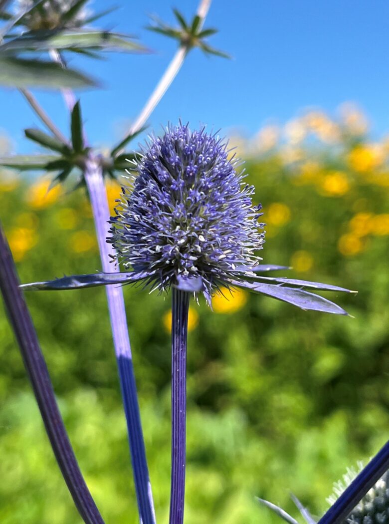 Eryngium planum