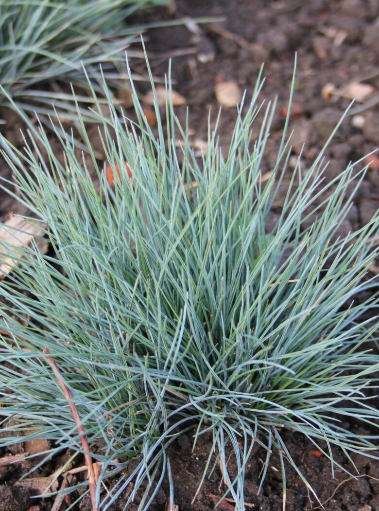 Festuca glauca ‘Elijah Blue’