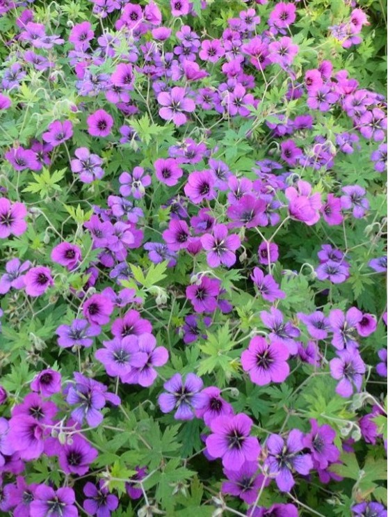 Geranium Ann Folkard ooievaarsbek met roze bloemen.