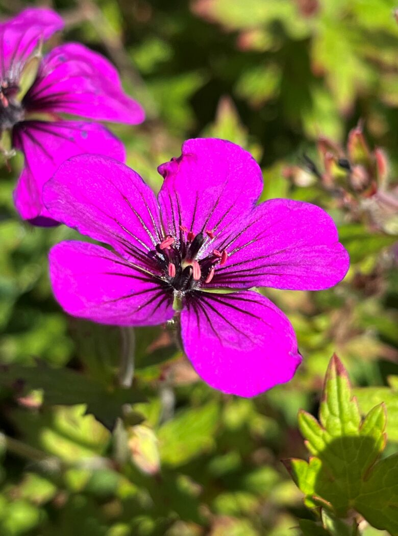 Geranium ‘Anne Thompson’