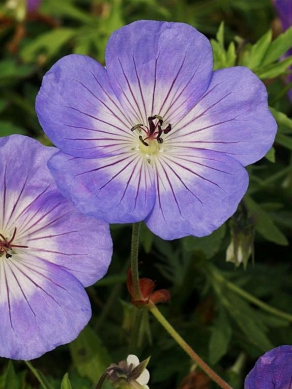 Lichtblauwe bloemen van Geranium Azure Rush, compacte ooievaarsbek.