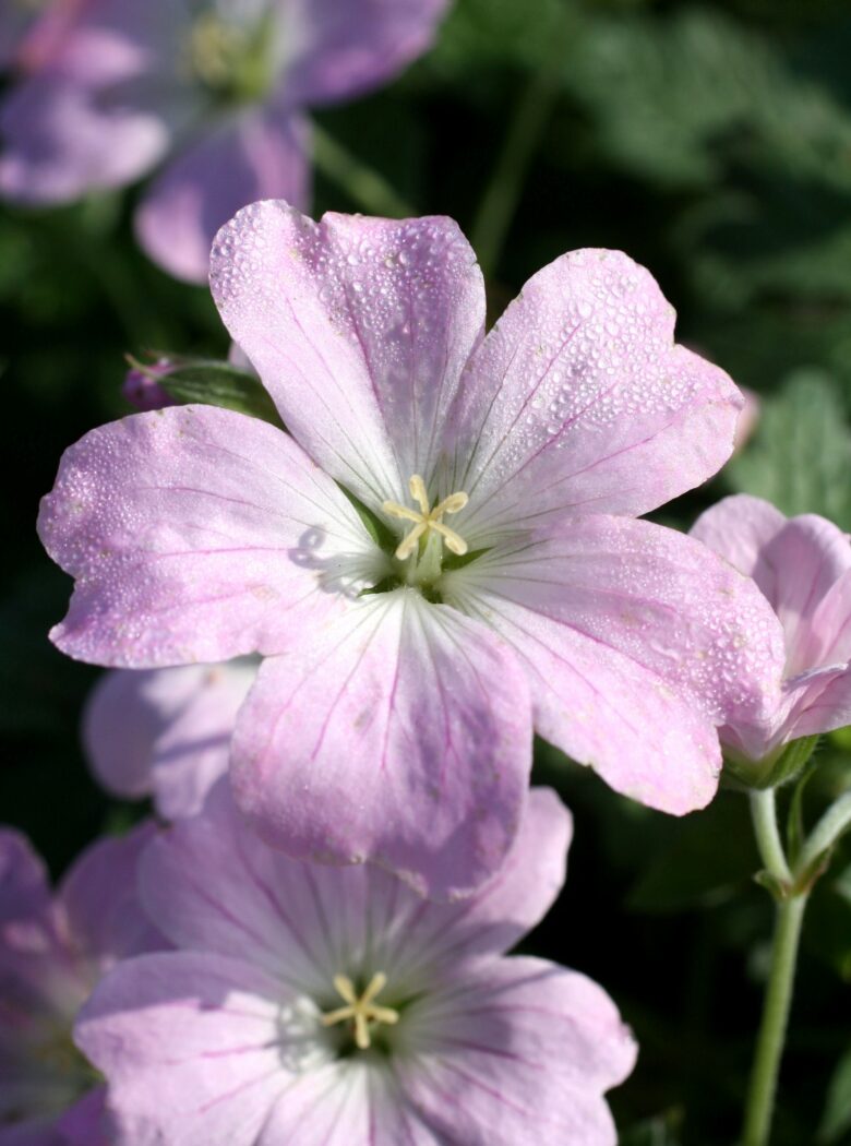 Geranium ‘Dreamland’ , Ooievaarsbek met zachtroze bloemen en frisgroen blad.