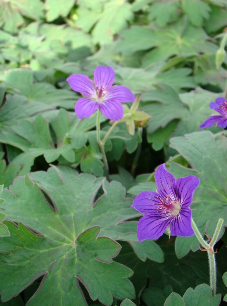 Lakwijk Star met stervormige paarsblauwe bloemen en frisgroen, smal blad.