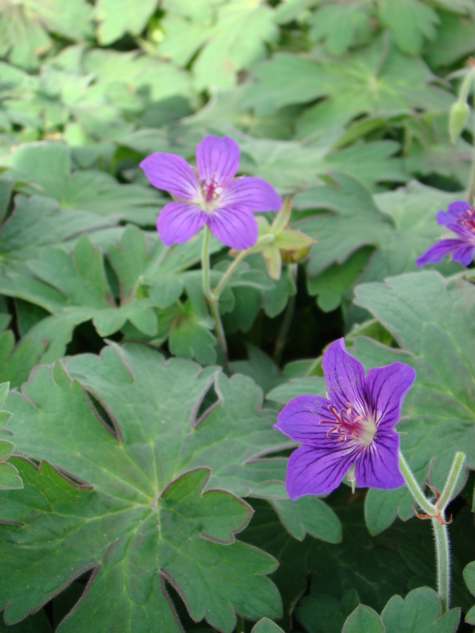 Geranium ‘Lakwijk Star’ - Strooper Dekker