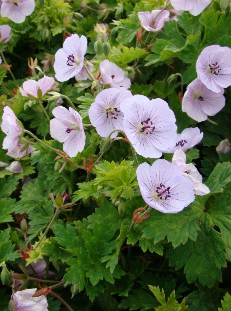 Lilac Ice met zachte lila bloemen en frisgroen, fijn blad.