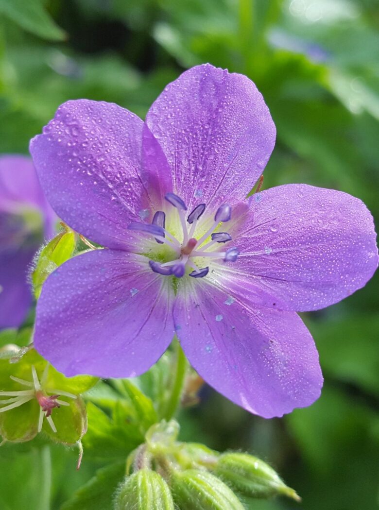Paarsblauwe bloemen van Geranium sylvaticum Mayflower, ooievaarsbek.