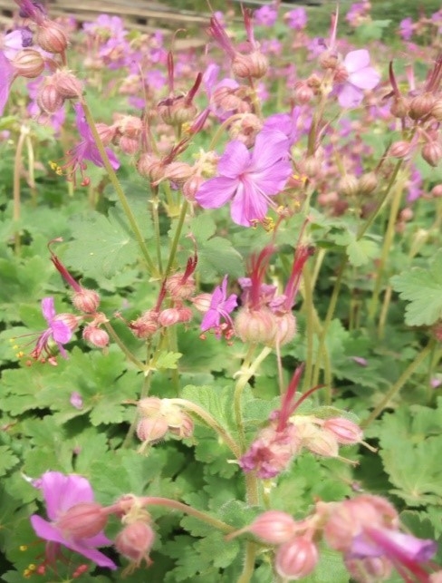 Roze bloemen van Geranium macrorrhizum, sterk geurende ooievaarsbek.