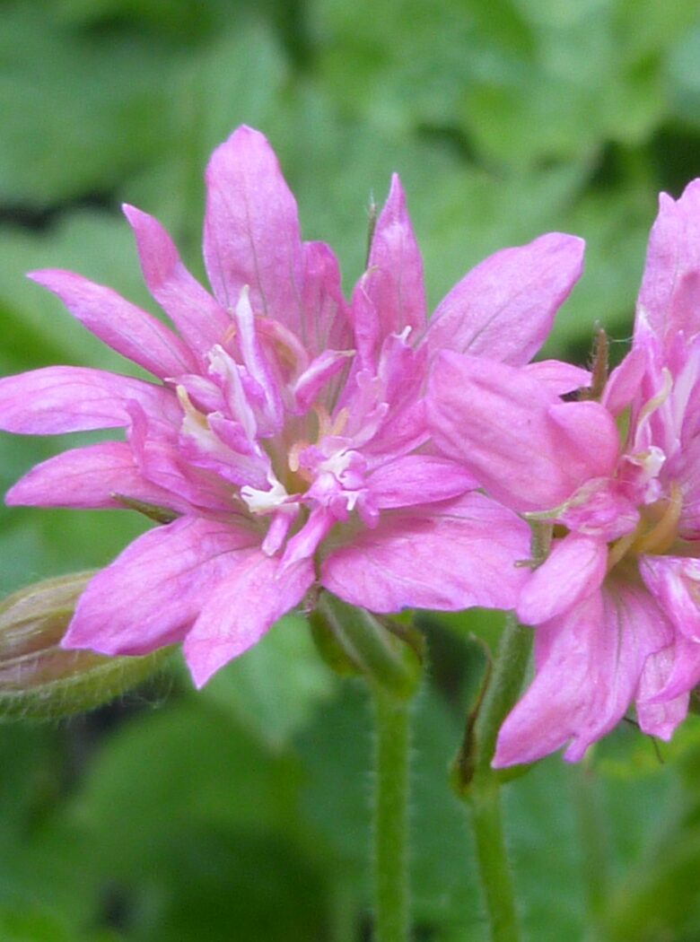 Southcombe Double met dubbele paarsblauwe bloemen en frisgroen, smal blad.